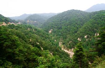 祝贺猫先生官网与陕西定边县达成造林碳汇项目合作