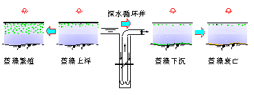 深井增压节造水体蓝藻成长滋生道理 